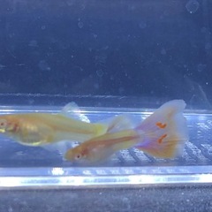 RREAモスコーピンクグッピーセット (1名)の画像