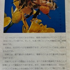 養蜂園の花粉80gの画像