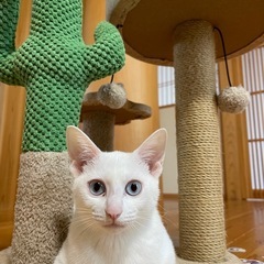 誰かの役に立つ仕事！お茶の間レスキュー隊アルバイト募集の画像