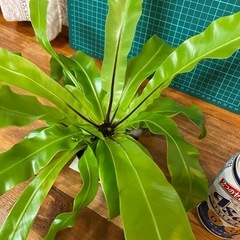 オオタニワタリ　11/25の画像