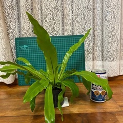 オオタニワタリ　11/25の画像