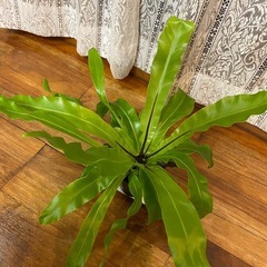 オオタニワタリ　11/25の画像