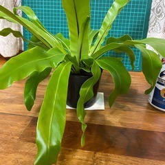 オオタニワタリ　11/25の画像