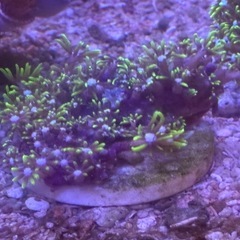 スターポリプ
の画像