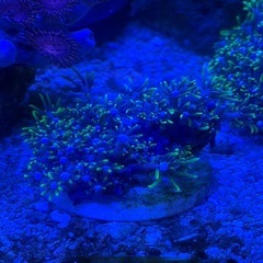 スターポリプ
の画像