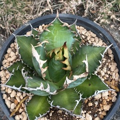 完売御礼【２株だけ】【香川県最安値】趣味栽培アガベ【レッドキャットウィーズル】の画像