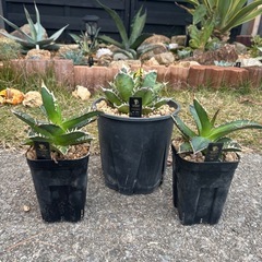 完売御礼【２株だけ】【香川県最安値】趣味栽培アガベ【レッドキャットウィーズル】の画像