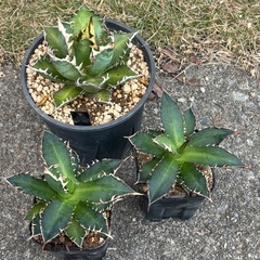 完売御礼【２株だけ】【香川県最安値】趣味栽培アガベ【レッドキャットウィーズル】の画像