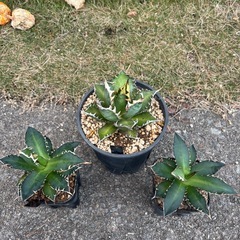 完売御礼【２株だけ】【香川県最安値】趣味栽培アガベ【レッドキャットウィーズル】の画像