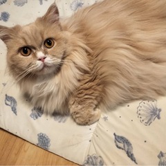 🌟11月30日純血種の譲渡会☘️「レインちゃん☔️」︎︎ …