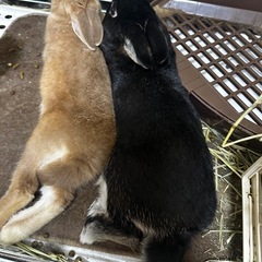 （取引中）ネザーランドドワーフ （ウサギ）