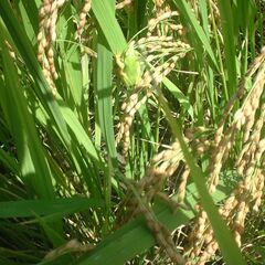 生産農家直送 令和７年産 発想の転換たにし活用で無農薬　玄米５ｋｇの画像