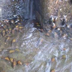 生産農家直送 令和７年産 発想の転換たにし活用で無農薬　玄米５ｋｇの画像