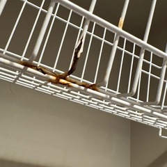 風呂場　浮かせる収納カゴの画像