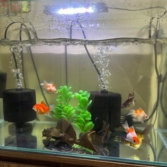 GEX アクアリスタ600 フルセット　アクアリウムの画像