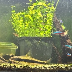 サイアミーズフライングフォックスの画像