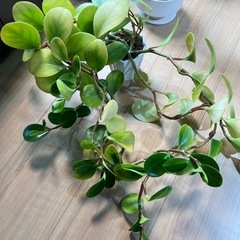 ペペロミア・オブツシフォリアの画像