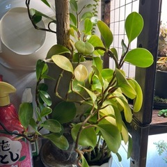 ペペロミア・オブツシフォリアの画像