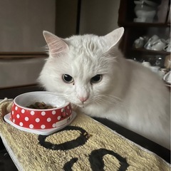 ※できれば11月中に里親様になってくださる方お願いします🙇…