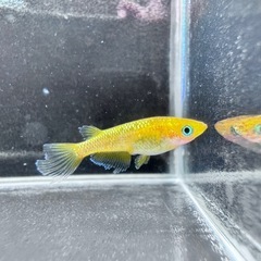 「レクリス」メダカ6匹セットの画像