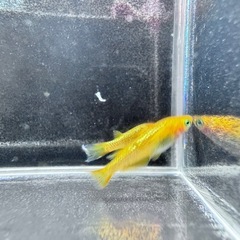 「レクリス」メダカ6匹セットの画像