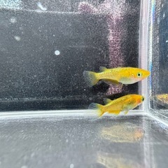 「レクリス」メダカ6匹セットの画像