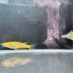 「レクリス」メダカ6匹セットの画像