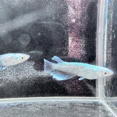 「MDSヒレロング」メダカの画像