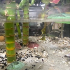 水槽(メダカ)の画像