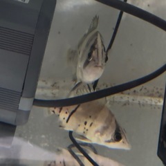 アクアリウム　撤退しますの画像