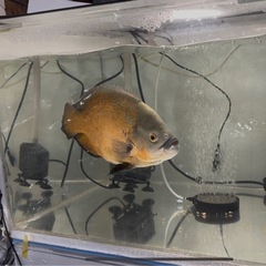 アクアリウム　撤退しますの画像