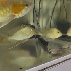 アクアリウム　撤退しますの画像