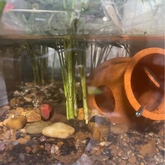 水槽(ネオンテトラ2匹&メスのベタ)の画像