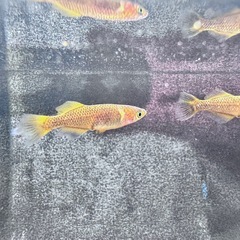 「竜章鳳姿」めだか5匹セットの画像