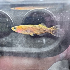 「竜章鳳姿」めだか5匹セットの画像