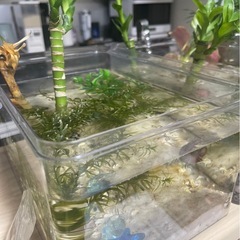 水槽(メスのベタ)の画像