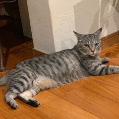 迷い猫、捜索願い