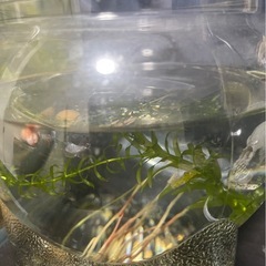 水槽(ブラックテトラ)の画像