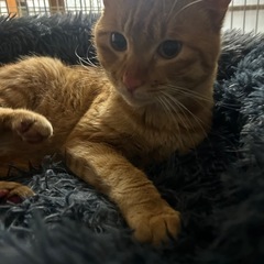 スリゴロな可愛い子🤎