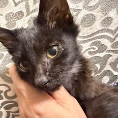 黒の子猫です　里親様募集中