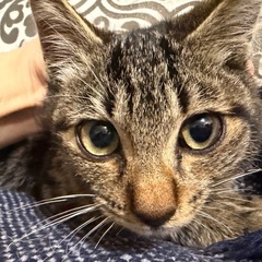 子猫の里親募集　キジトラ男の子