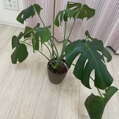 【0円】モンステラ（観葉植物）／お好きな方へ／引き取り限定の画像