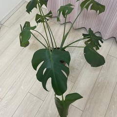 【0円】モンステラ（観葉植物）／お好きな方へ／引き取り限定の画像