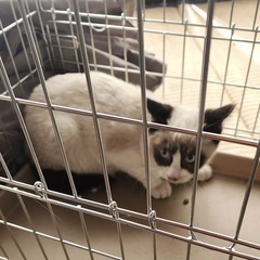 青い目の子猫です