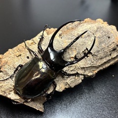 【幼虫】ジャワコーカサスWF1の画像