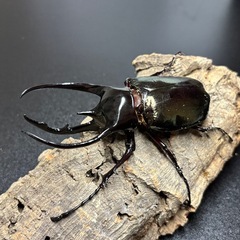 【幼虫】ジャワコーカサスWF1の画像