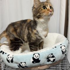 11月30日🌸✨すみれペットクリニック様でメインクーン🐈の…