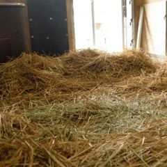 馬房掃除・飼い付け・馬装・馬の丸洗い・馬場の整地など − 兵庫県