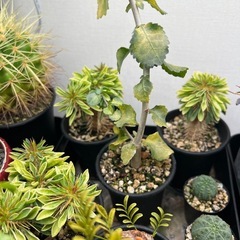 植物いろいろ（選択式）の画像