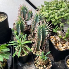 植物いろいろ（選択式）の画像